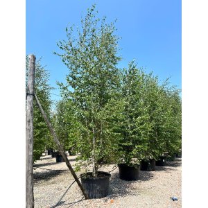 Breza previsnutá (Betula Alba pendula) - výška 450-500 cm, kont. C285L - VIACKMENNÁ